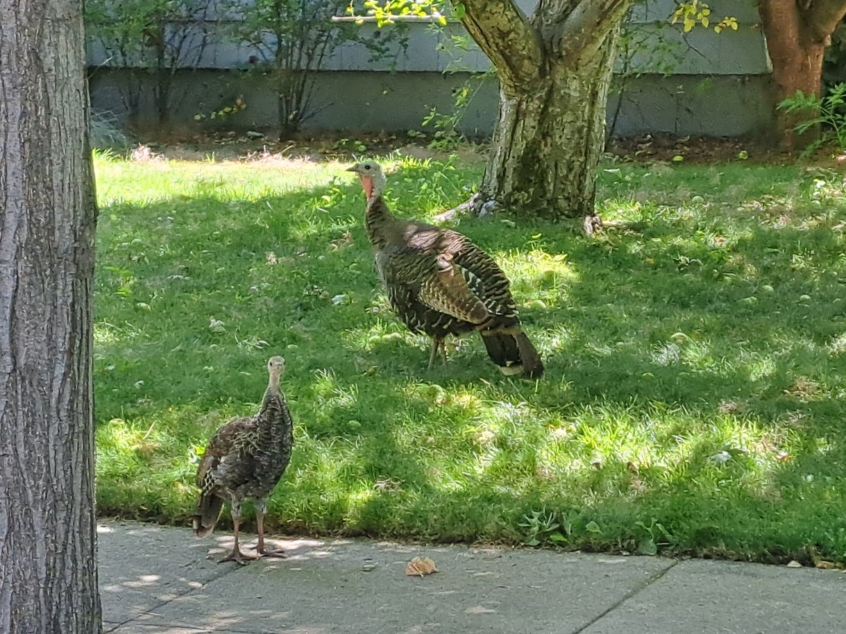 adult and juvenile wild turkey on suburban lawn in Boise, Idaho