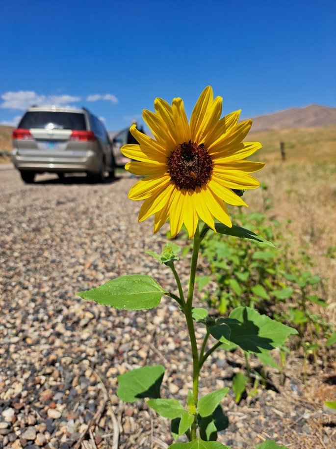 prairie sunflower growing on roadside